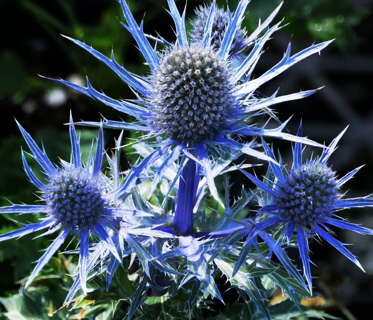 Eryngium Planum Flower seeds for Planting - Easy to Grow, Heirloom & GMO Free Seeds for Home Garden