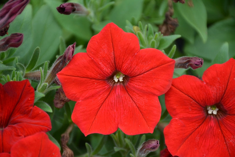 Petunia Red Easy Wave Flower Seeds for Planting - Vibrant Annual Blooms
