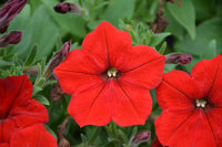 Petunia Red Easy Wave Flower Seeds for Planting - Vibrant Annual Blooms