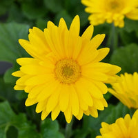 Easy Grow Bellis Perennis Seeds for Garden Beds