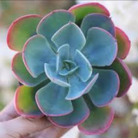 Sky Blue Succulent Flower Seeds for Planting Vibrant Colors Heirloom & GMO Free Seeds for Home Garden
 
 Sale