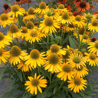 Yellow ConeFlower seeds for Planting - Colorful Display, Heirloom & GMO Free Seeds for Home Garden