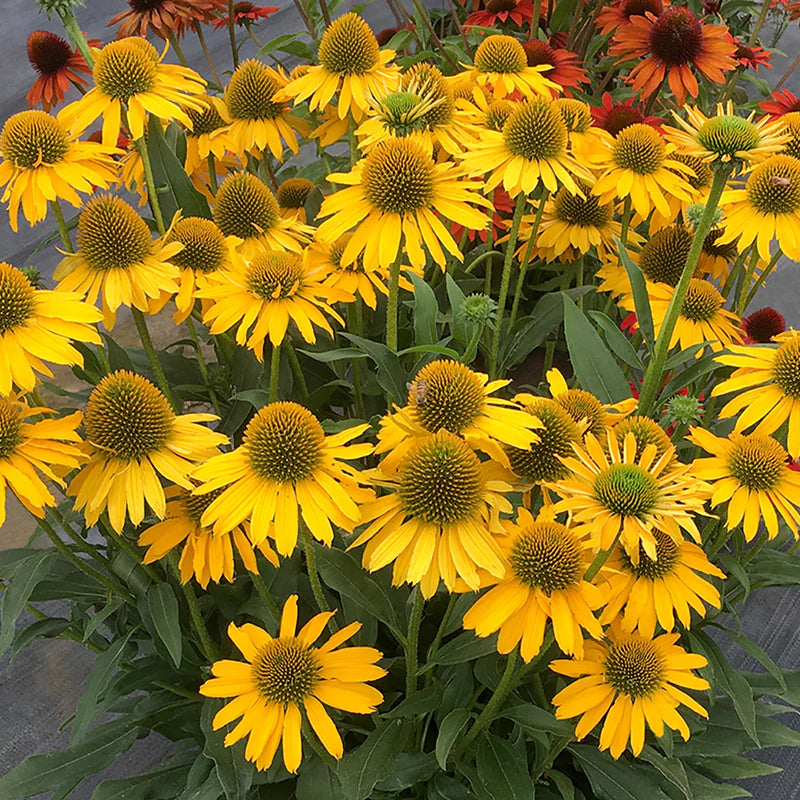 Yellow Echinacea Flower seeds for Planting Premium Quality Heirloom & GMO Free Seeds for Home Garden