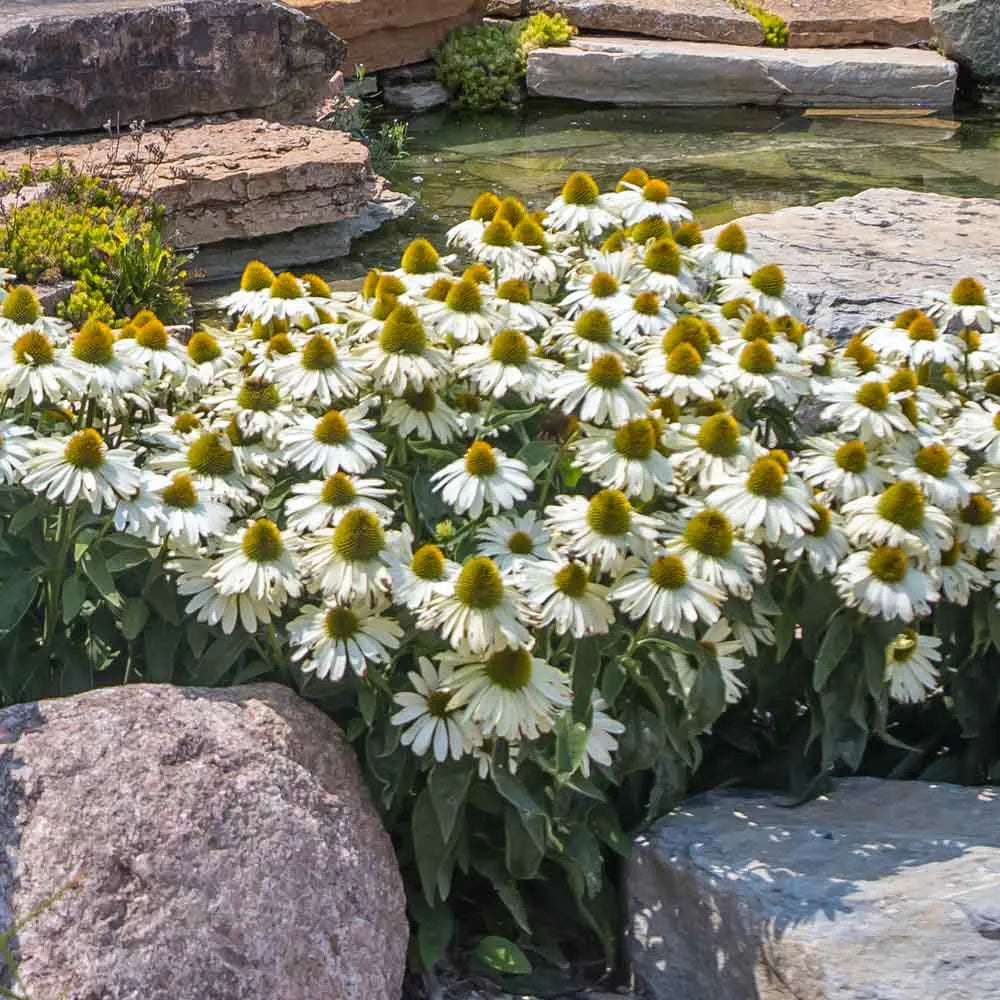 White (White Echinacea) seeds for planting in home garden