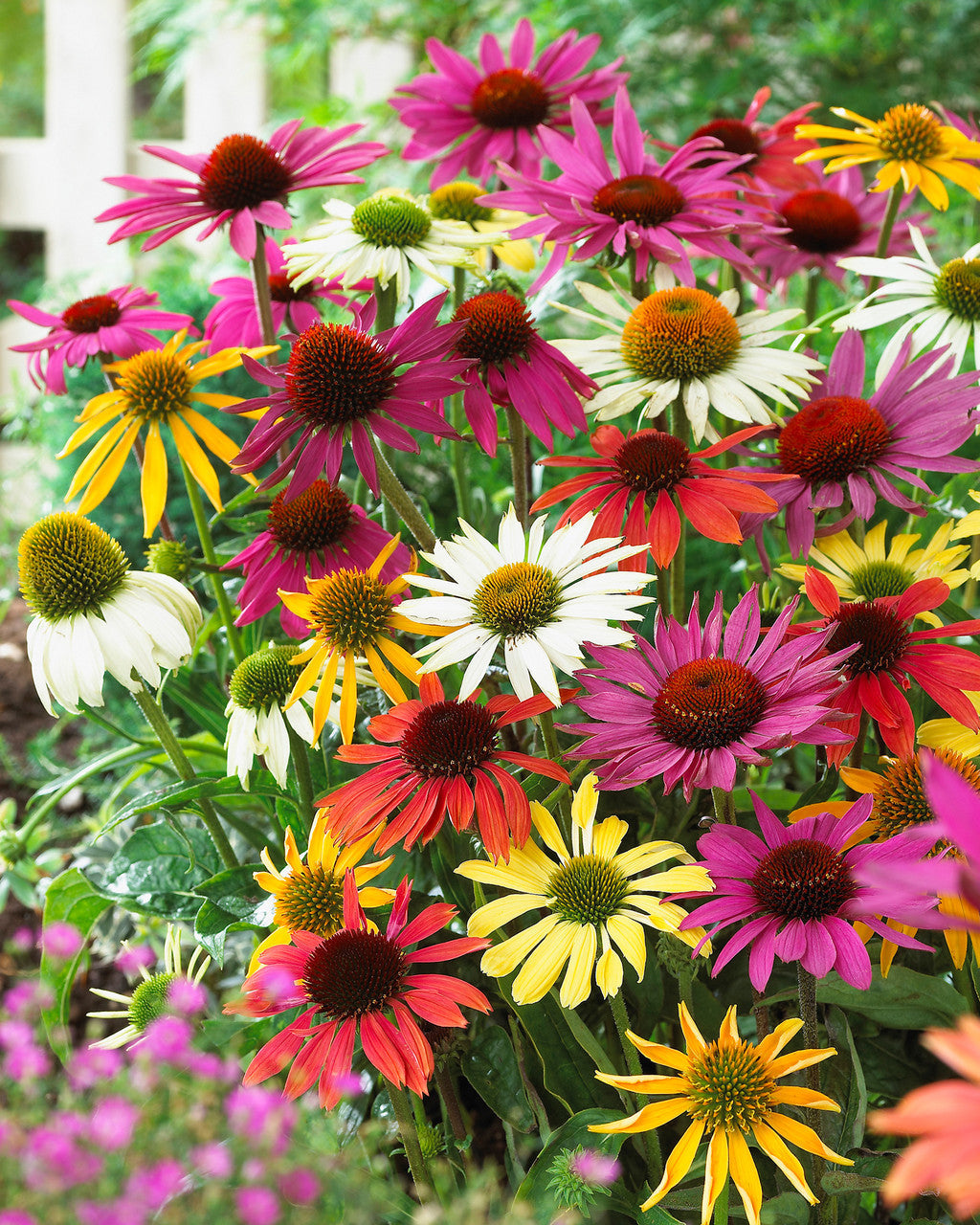 Heirloom mixed color Echinacea flower seeds for outdoor planting