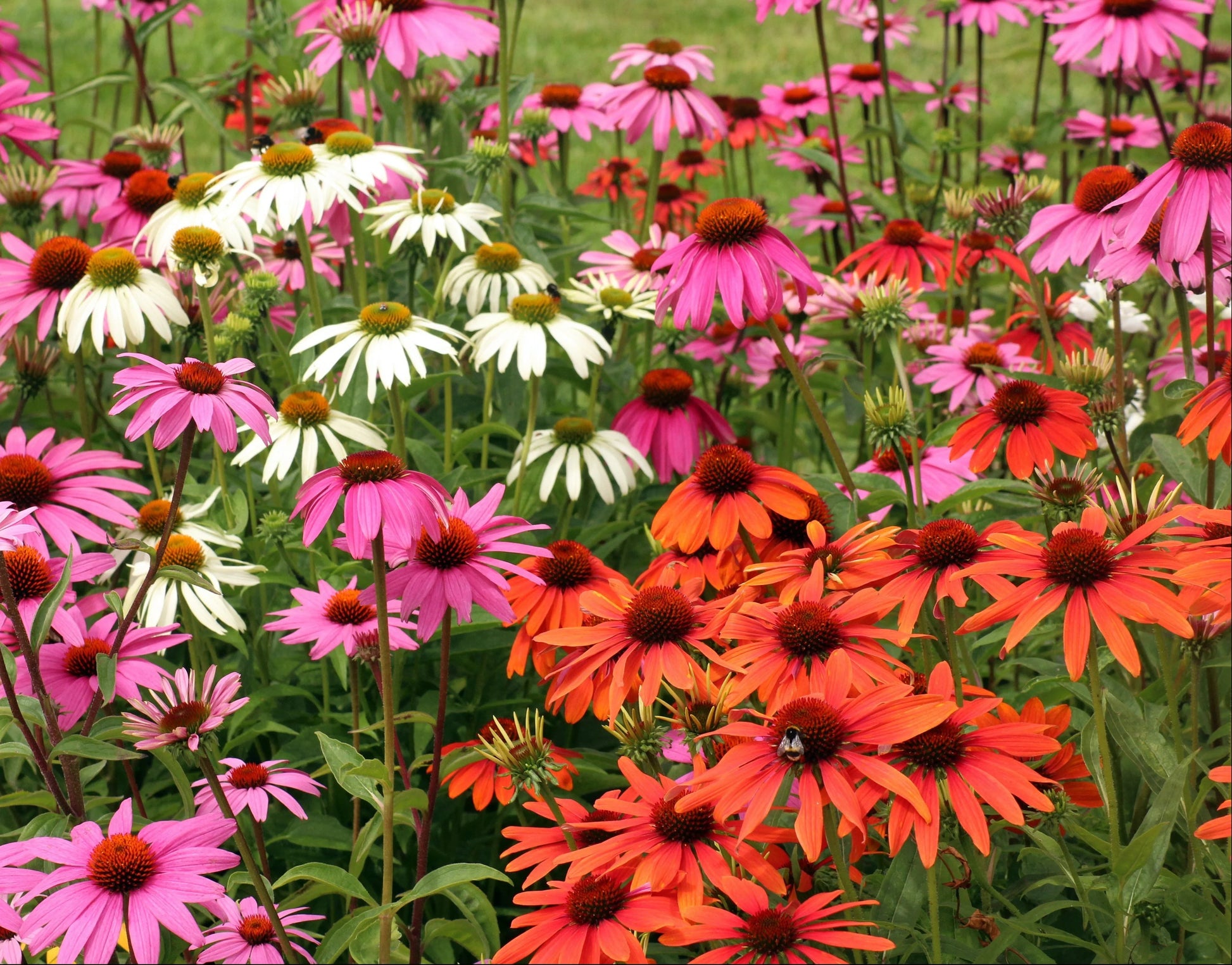 Perennial coneflower blooms growing in a colorful garden border