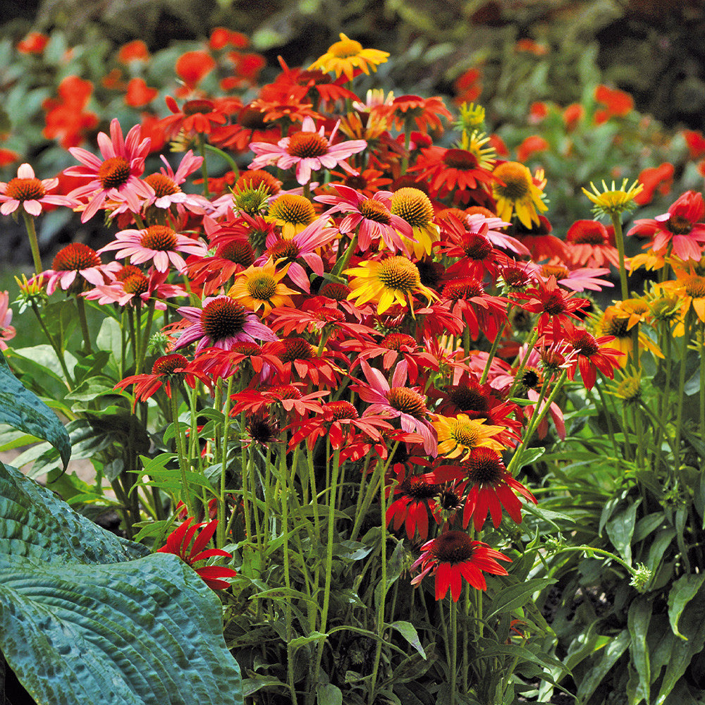 Mixed-color Echinacea flowers adding seasonal beauty to a landscape garden.


