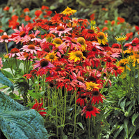 Mixed-color Echinacea flowers adding seasonal beauty to a landscape garden.

