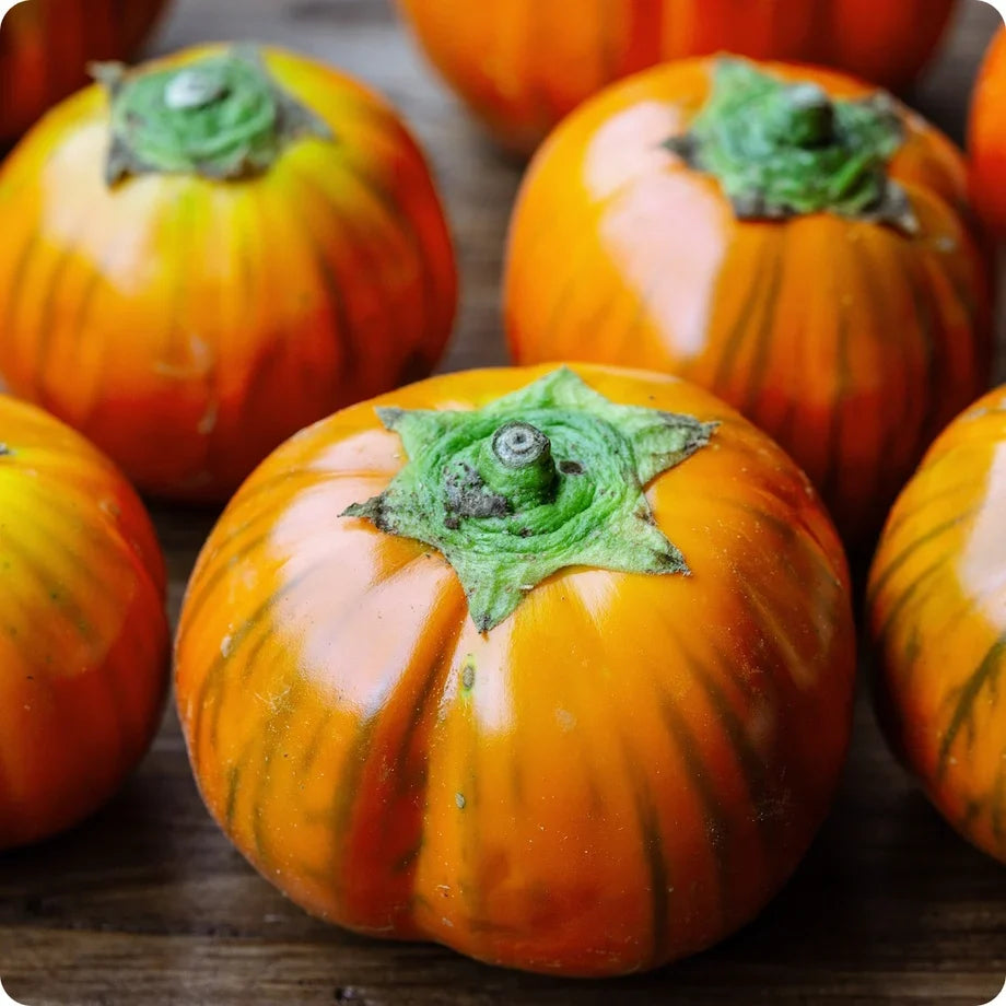 Turkish Orange Eggplant Seeds for Planting – Heirloom Non-GMO Orange Eggplant Vegetable Seeds