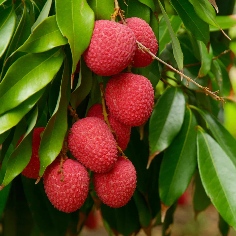Red lychee fruit tree seeds for backyard and patio growing