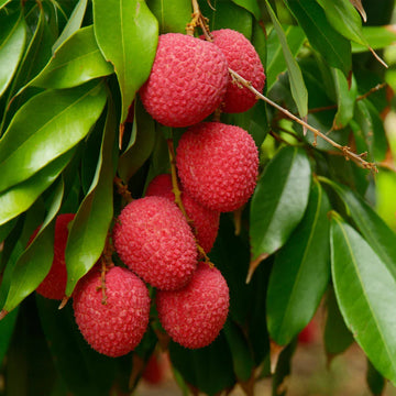 Red lychee fruit tree seeds for backyard and patio growing