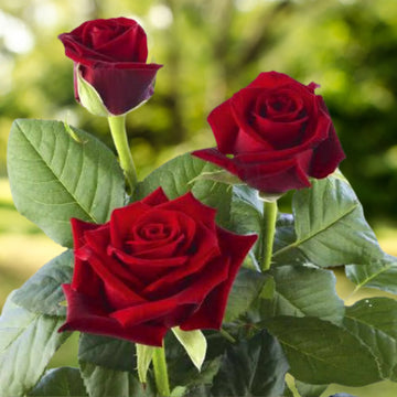 Rose Flower seeds for Planting Easy to Grow Heirloom & GMO Free Seeds for Home Garden