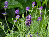 Heirloom lavender flowers growing in a sunny outdoor garden border.