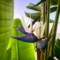 Strelitzia Flower seeds for Planting - Low Maintenance, Heirloom & GMO Free Seeds for Home Garden