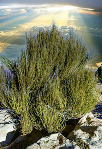 Ephedra Seeds for Planting – Ornamental Shrub Seed Varieties