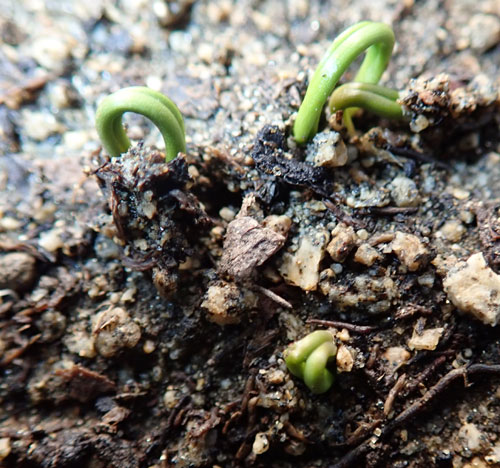 Ephedra Seeds for Planting – Ornamental Shrub Seed Varieties