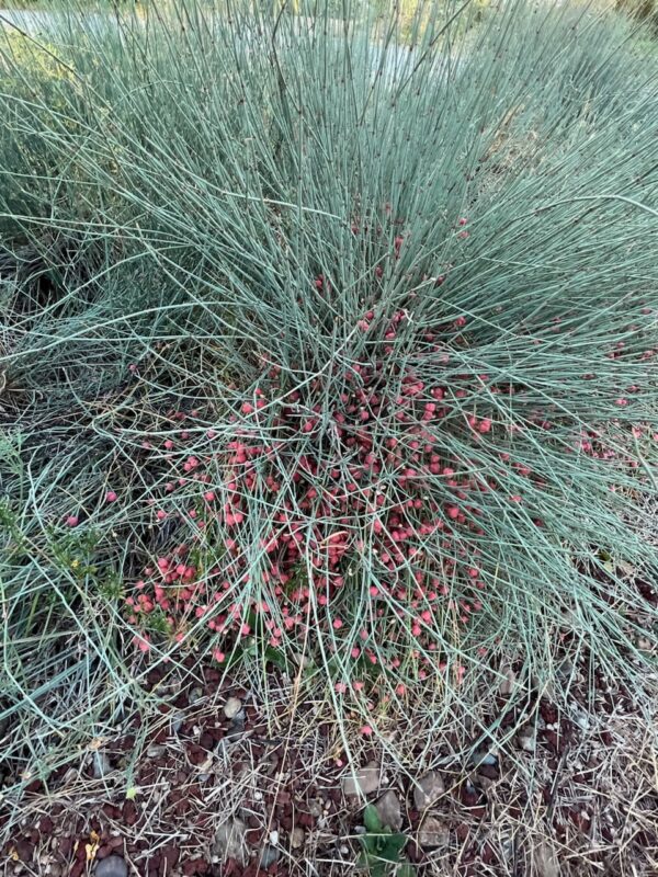 A close-up outdoor shot of a dense, low-growing plant with fine pale green to grayish-blue stems and many small bright pink berries or flower buds on the branches.
