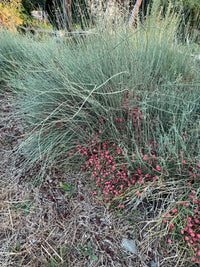 Ephedra Seeds for Planting – Ornamental Shrub Seed Varieties