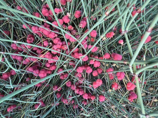 Ephedra Seeds for Planting – Ornamental Shrub Seed Varieties
