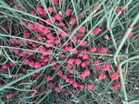 Ephedra Seeds for Planting – Ornamental Shrub Seed Varieties
