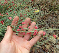 Ephedra Seeds for Planting – Ornamental Shrub Seed Varieties
