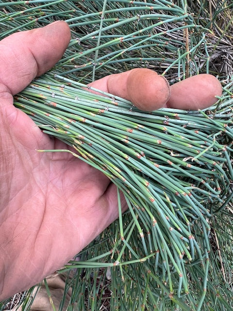 Ephedra Seeds for Planting – Ornamental Shrub Seed Varieties