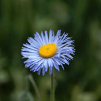 Blue Erigeron Flower seeds for Planting Compact Growth Heirloom & GMO Free Seeds for Home Garden 
 
 Sale seeds for home garden planting