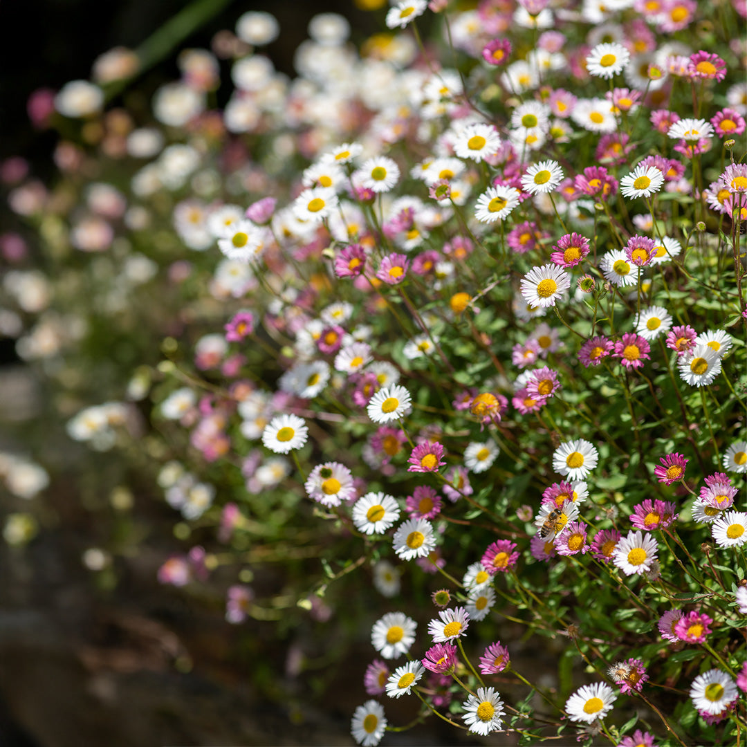 Pink White Karvinskianus Flower seeds for Planting - Perfect for Borders, Heirloom & GMO Free Seeds for Home Garden