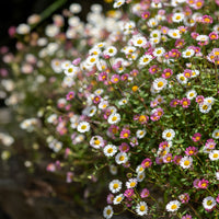 Pink White Karvinskianus Flower seeds for Planting - Perfect for Borders, Heirloom & GMO Free Seeds for Home Garden