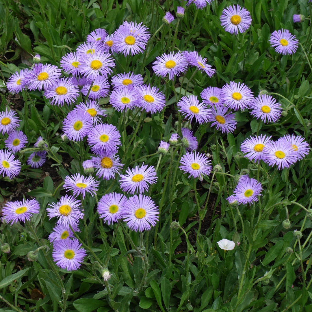 Violet Erigeron Flower seeds for Planting - Sun Loving, Heirloom & GMO Free Seeds for Home Garden