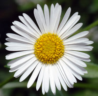 Karvinskianus Flower seeds for Planting - Hardy Variety, Heirloom & GMO Free Seeds for Home Garden