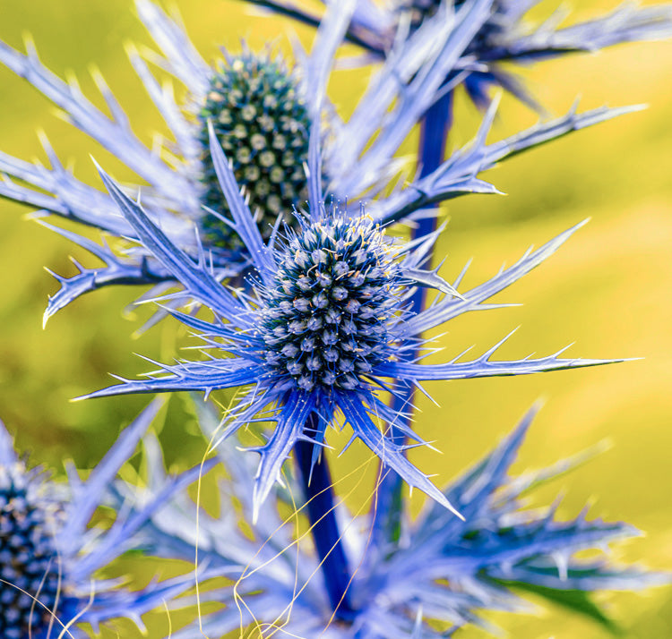 Blue Eryngium Flower seeds for Planting - Easy to Grow, Heirloom & GMO Free Seeds for Home Garden
