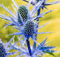 Blue Eryginum Flower seeds for Planting Long Bloom Season Heirloom & GMO Free Seeds for Home Garden
 
 Sale