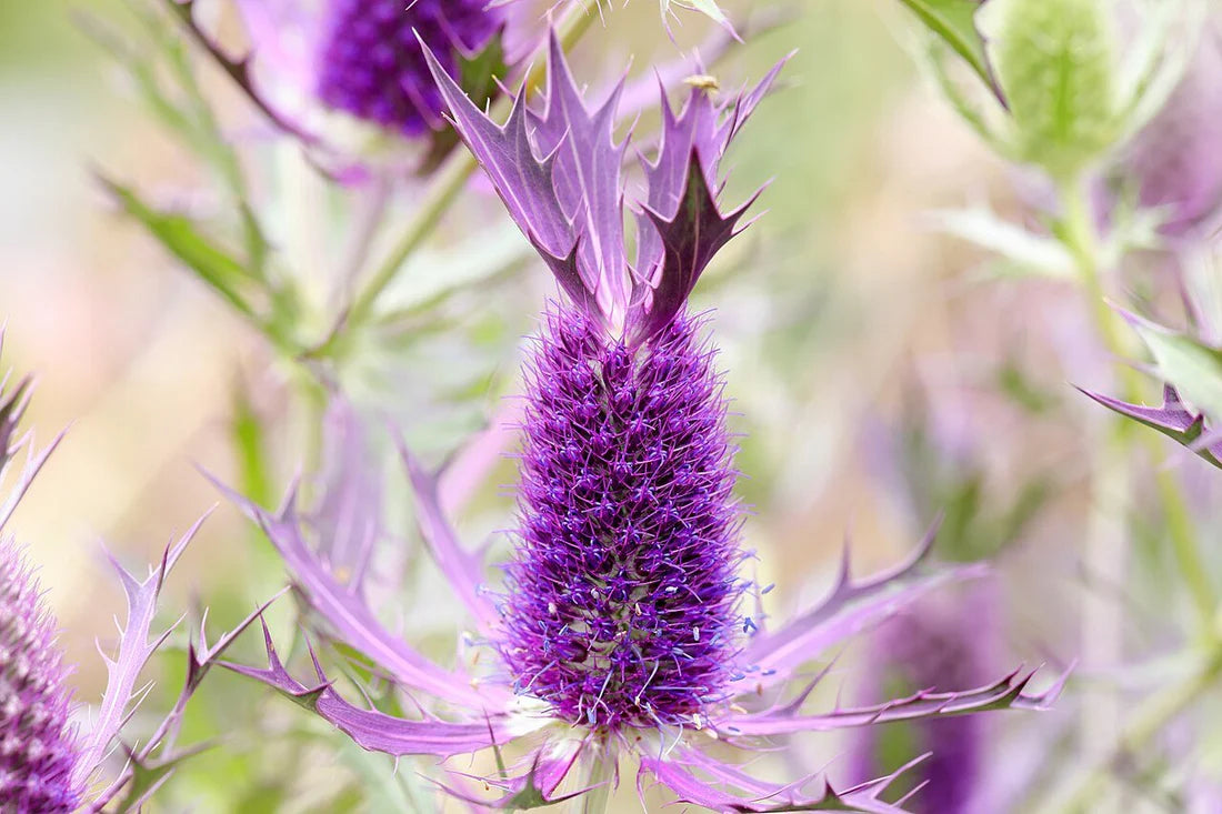 Purple Eryngium Flower seeds for Planting Premium Quality Heirloom & GMO Free Seeds for Home Garden 
 
 Sale