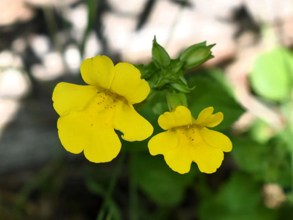 Yellow Erythranthe Flower seeds for Planting - Wildflower Mix, Heirloom & GMO Free Seeds for Home Garden