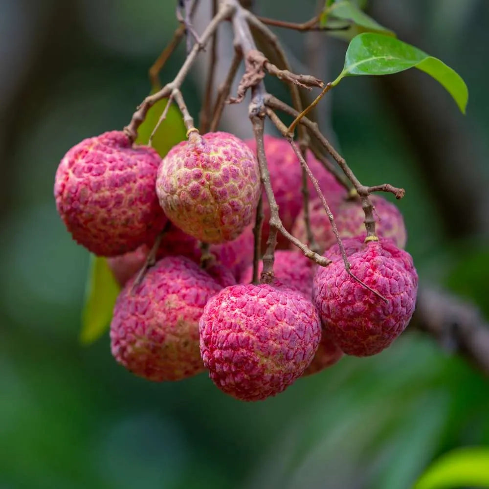 Tropical red lychee tree seeds for containers and outdoor gardens