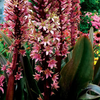 Safari Adventure Pineapple Lily blooming in an ornamental garden