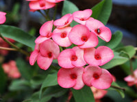 Non-GMO Euphorbia milii seeds