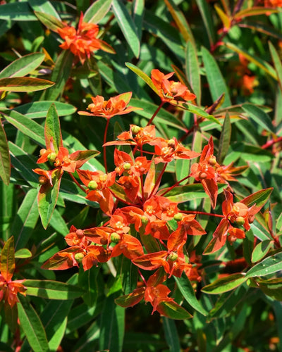 100 Pcs