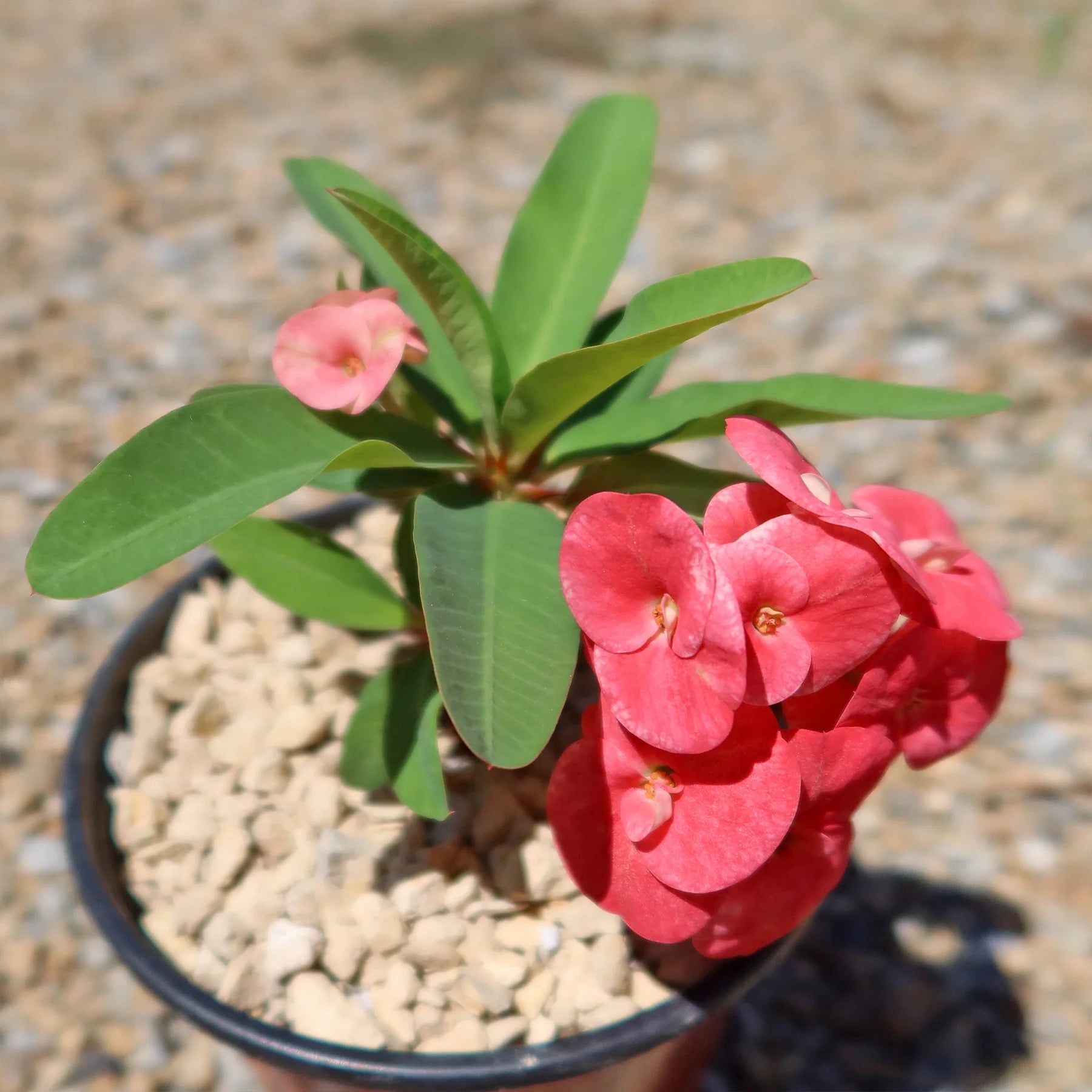 Euphorbia Flower seeds for Planting, Shade Tolerant Heirloom & GMO Free Seeds for Home Garden