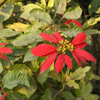Euphorbia Pulcherrima Euphorbia pulcherrima Flower Seeds for Planting for Flower Bed