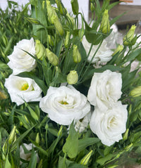 Eustoma Flower Seeds for Planting - White Blooming Annuals for Beautiful Gardens