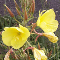 Yellow Perennial Flower seeds for Planting Premium Quality Heirloom & GMO Free Seeds for Home Garden