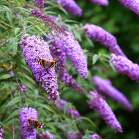 Mix Buddleia Flower seeds for Planting - Bright Blooms, Heirloom & GMO Free Seeds for Home Garden