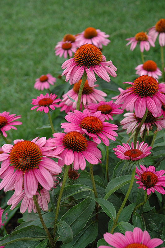 Echinacea Ruby Star blooms growing in a sunny flower border.