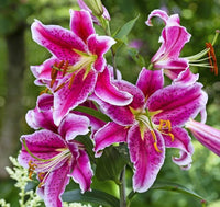 Pink White Nolilis Flower seeds for Planting - Cut Flower Favorite, Heirloom & GMO Free Seeds for Home Garden