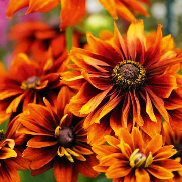 Rudbeckia Autumn Colours flowers blooming in vibrant warm shades.
