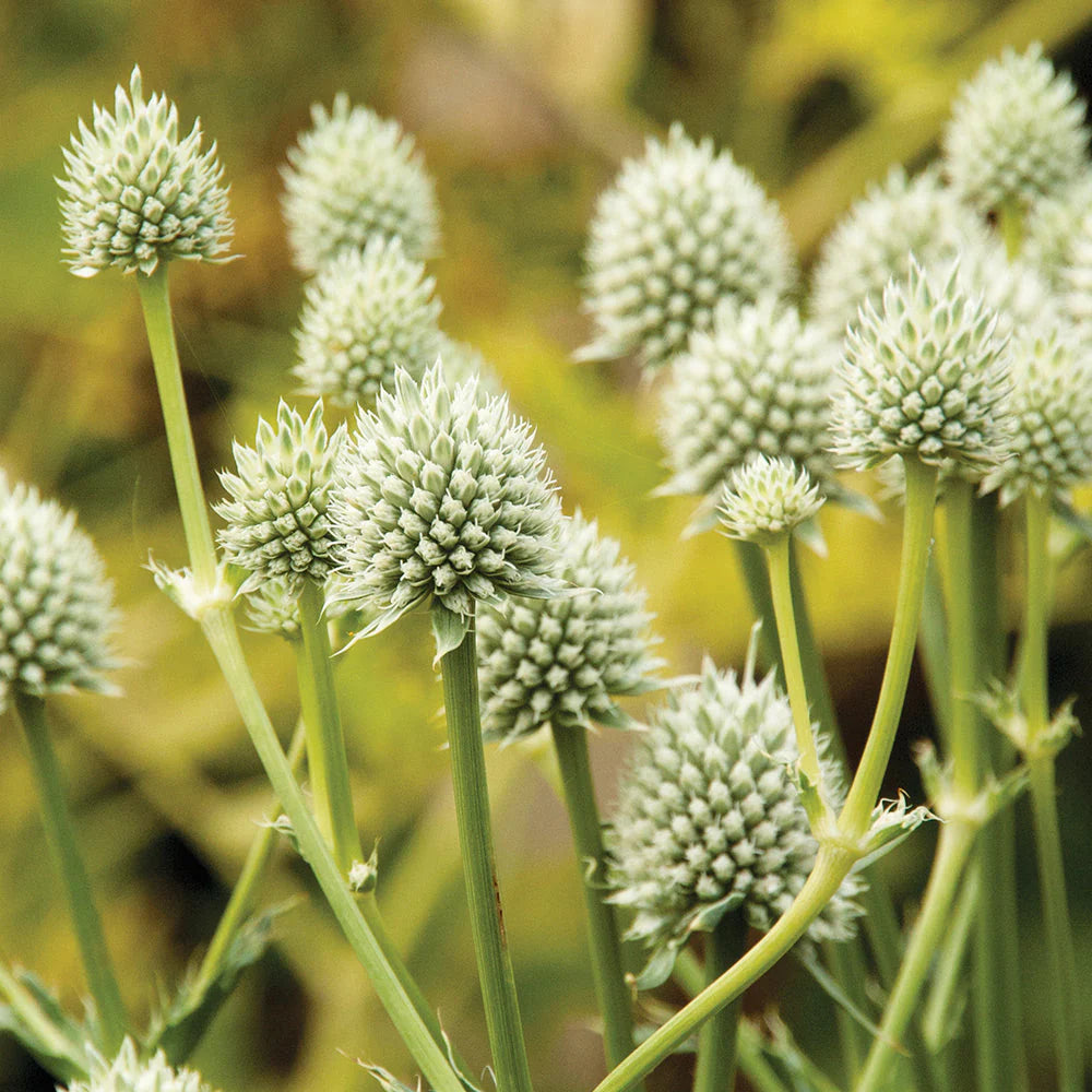 White Eryginum Flower Seeds Planting