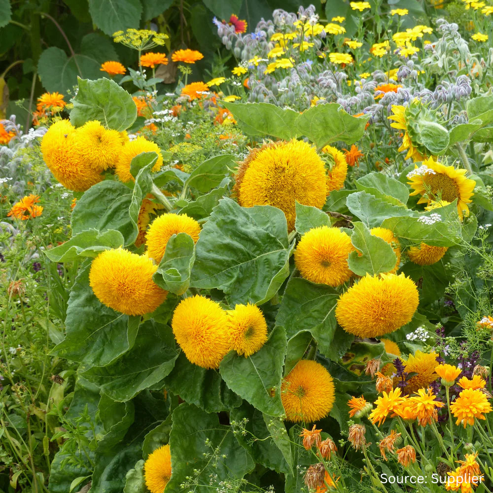 Teddy Bear SunFlower seeds for Planting Cottage Garden Essential Heirloom & GMO Free Seeds for Home Garden