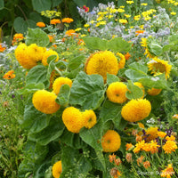 Yellow Teddy SunFlower seeds for Planting - Cut Flower Favorite, Heirloom & GMO Free Seeds for Home Garden